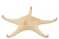 SCHELP STARFISH NATURAL RED TIP 30CM