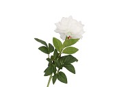 SILK PEONY TAK WHITE 71CM NM