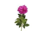SILK PEONY TAK PURPLE 71CM NM