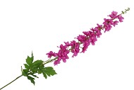 SILK DELPHINIUM TAK FUCHSIA 115CM