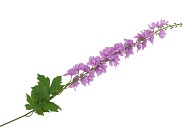 SILK DELPHINIUM TAK LILAC 115CM