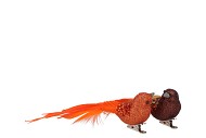 DECO SHINE BIRD CLIP COPPER/BRONZE 16CM ASS PER 2