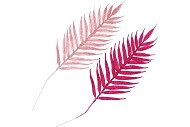 PICK SHINE FERN FUCHSIA/PINK 48CM ASS P/12