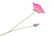 SILK POPPY PINK 70CM