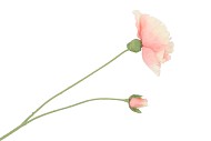 SILK POPPY 2X LIGHT PINK 70CM