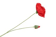 SILK POPPY 2X RED 70CM