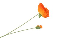 SILK POPPY 2X ORANGE 70CM