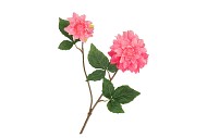 SILK DAHLIA 2X PINK REAL TOUCH 60CM