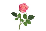 SILK ROSE REAL TOUCH PINK 43CM