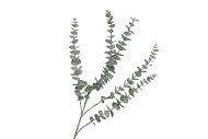 SILK EUCALYPTUS GREEN 77CM