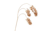 SILK WISTERIA GOLD 93CM NM
