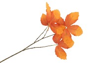 SILK LEAF CHESTNUT ORANGE 79CM NM