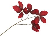 SILK LEAF CHESTNUT DARK RED 79CM NM