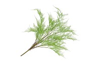 SILK FERN ASPARAGUS PLANT LIGHT GREEN 77CM