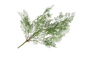 SILK FERN MAIDEN HAIR PLANT GREEN 77CM