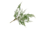 SILK FERN FOREST PLANT GREEN 77CM
