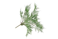 SILK FERN ASPARAGUS PLANT DARK GREEN 77CM