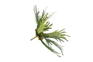 SILK FERN STAGHORN IN POT GREEN 51CM