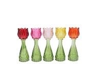 BICOLORE MULTI COLOR MIX TULIP VASE ASS 7X18CM