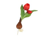 SILK TULIP BULB RED 25CM NM