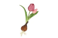 SILK TULIP BULB PURPLE 25CM NM