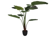 SILK STRELITZIA GREEN 185CM NM