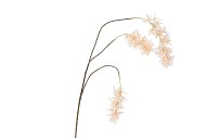 SILK WISTERIA CHAMPAGNE 93CM NM