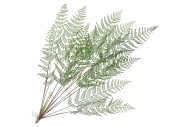 SILK FERN CIBOTIUM GREEN SNOWY 133CM