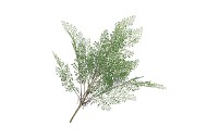 SILK FERN MAIDEN HAIR BRANCH GREEN SNOWY 76CM