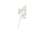 SILK FERN MAIDEN HAIR GREEN SNOWY 86CM