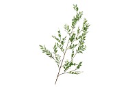 SILK LEAF BRANCH GREEN 140CM