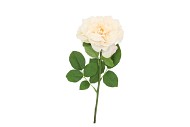 SILK WILD ROSE CREAM SINGLE 65CM NM