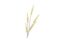 SILK CAMPANULA YELLOW SINGLE STEM 104CM NM