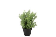 SILK CYPRESS GREEN IN POT S 18X18X20CM NM