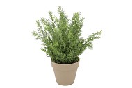 SILK CYPRESS GREEN IN POT TERRA L 33X33X50CM NM