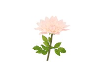 SILK AMAZING DAHLIA BEAUTY PEACH L 35X100CM NM