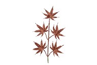 PICK SHINE MAPLE SCOTTISH COPPER 44CM P/12 NM