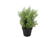 SILK CYPRESS GREEN IN POT M 23X23X30CM NM