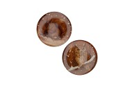 MELAMINE PRINT BROWN PLATE OWL SQUIRREL ASS 28X28CM