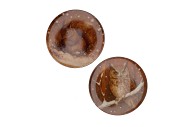 MELAMINE PRINT BROWN PLATE OWL SQUIRREL ASS 33X33CM