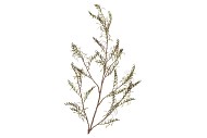 SILK OLD FERN LIGHT BROWN SINGLE STEM 150CM