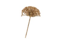 SILK OLD HERACLEUM GOLD SINGLE STEM 56CM