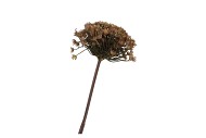 SILK OLD HERACLEUM BROWN SINGLE STEM 56CM