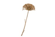 SILK OLD HERACLEUM GOLD SINGLE STEM 96CM