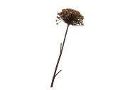 SILK OLD HERACLEUM BROWN SINGLE STEM 96CM