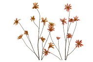 SILK OLD ASTERACEAE BEIGE BROWN STEM 123CM