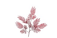 SILK OLD MIMOSA PUDICA RED SINGLE STEM 90CM