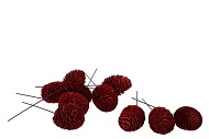 PICK NATURE LEUCADENDRON MURRI RED P/100