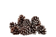 NATURE MARITIMA ST WASHED WHTE SMALL P/50 5-9CM