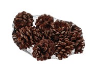 NATURE PINUS PINEA NATURAL P/12